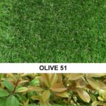 Olive 51
