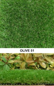 Olive 51